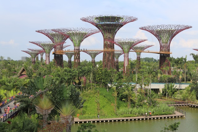 The "supertrees" tower over the Gardens By The Bay. The tallest one will even have a restaurant in it (which isn't open yet).